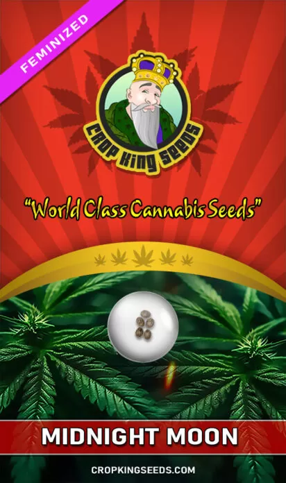 Midnight Moon Feminized