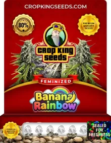 Banana Rainbow Feminized
