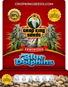 Blue Dolphin Strain