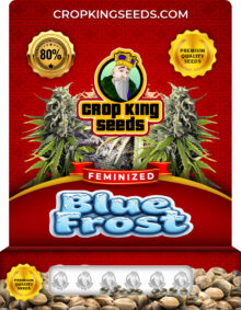 Blue Frost Strain