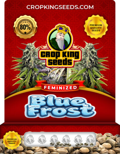 Blue Frost Strain
