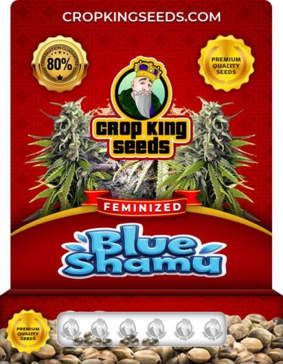 Blue Shamu Strain