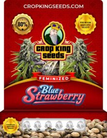 Blue Strawberry Strain