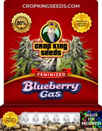Blueberry Gas Strain