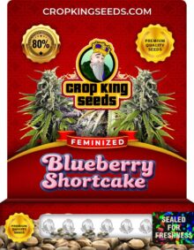 Blueberry Shortcake Strain