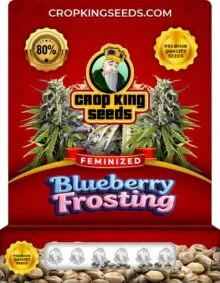 Blueberry Frosting Strain