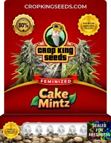 Cake Mintz Feminized Seeds