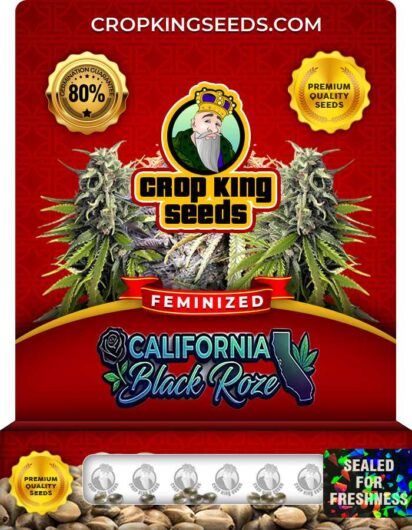 California Black Roze Feminized