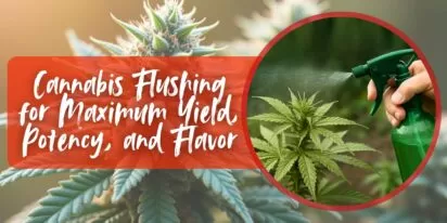Cannabis Flushing for Maximum Yield, Potency, and Flavor