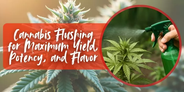 Cannabis Flushing for Maximum Yield, Potency, and Flavor