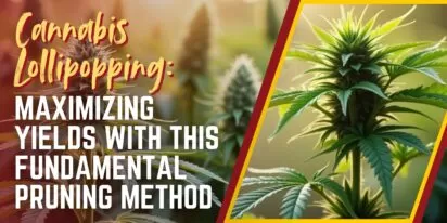 Cannabis Lollipopping_ Maximizing Yields with this Fundamental Pruning Method