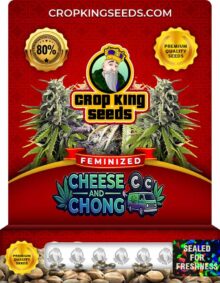 Cheese and Chong Feminized