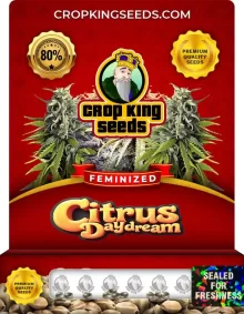 Citrus Daydream Feminized