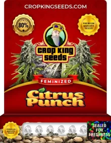 Citrus Punch Feminized