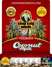 Coconut Milk Feminized