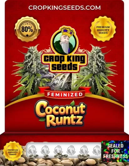 Coconut Runtz Feminized