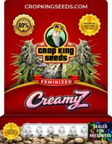 Creamy Z Feminized