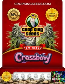 Crossbow Feminized