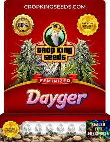 Dayger Feminized