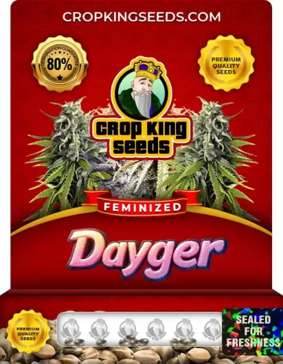 Dayger Feminized