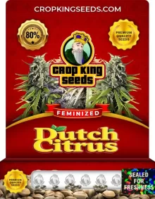 Dutch Citrus Feminized