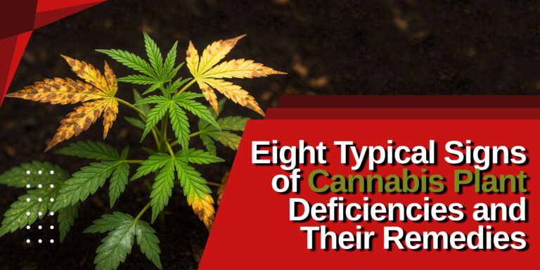 Eight Typical Signs of Cannabis Plant Deficiencies and Their Remedies