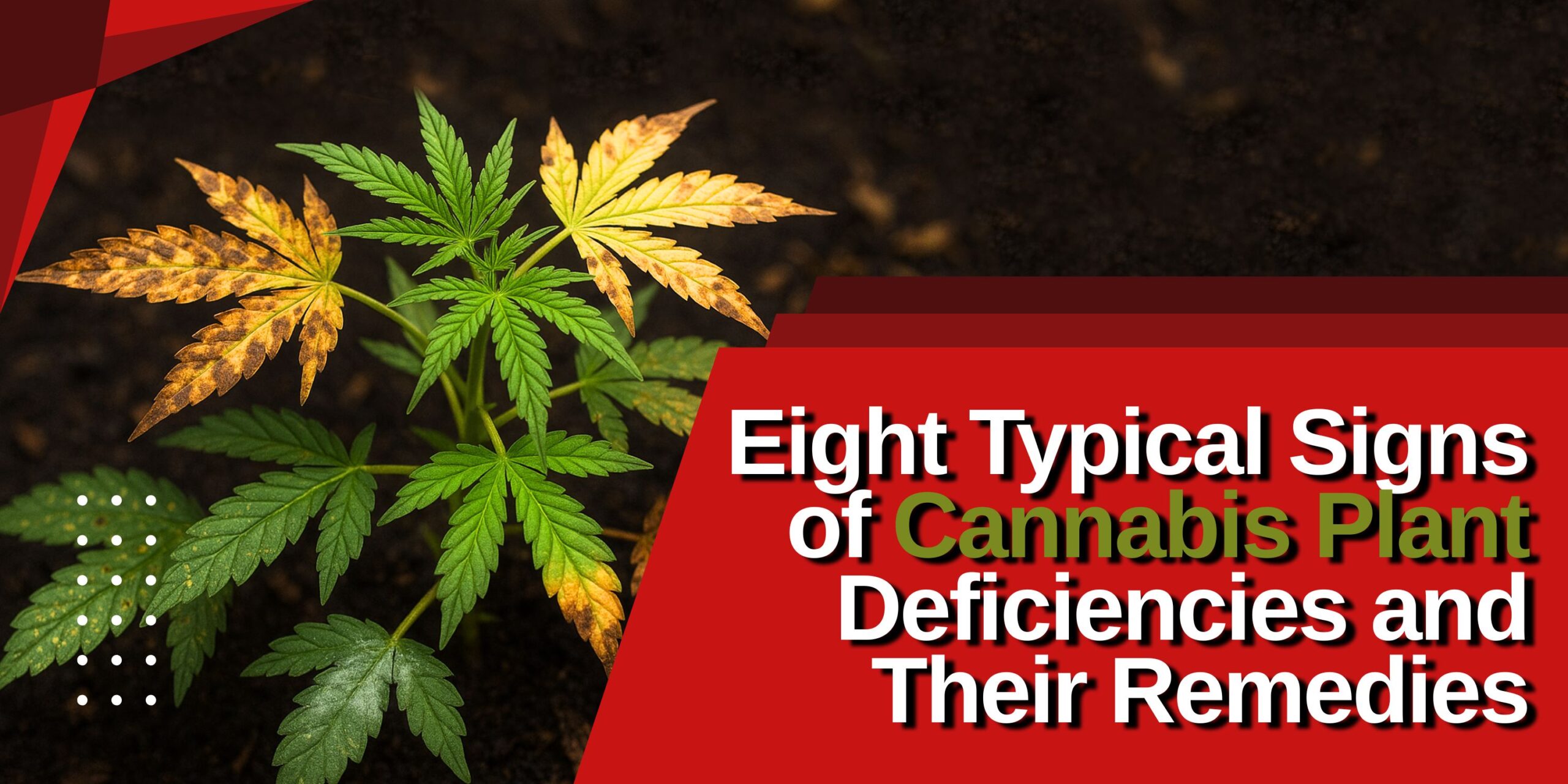 Eight Typical Signs of Cannabis Plant Deficiencies and Their Remedies