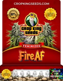 Fire AF Feminized