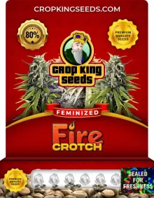 Fire Crotch Feminized