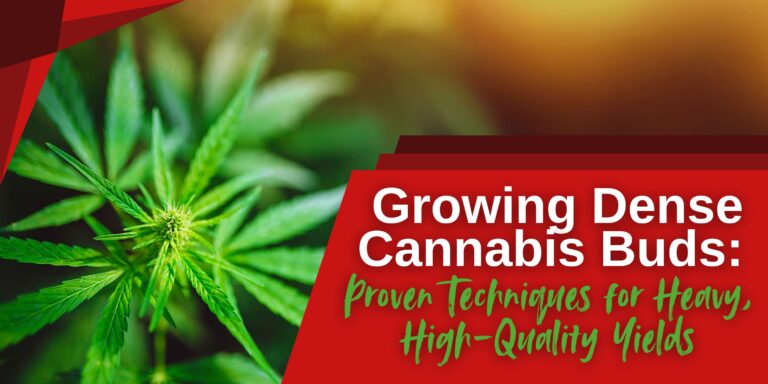 Growing Dense Cannabis Buds_ Proven Techniques for Heavy, High-Quality Yields