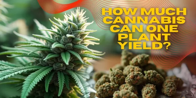 How Much Cannabis Can One Plant Yield_