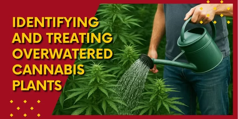 Identifying and Treating Overwatered Cannabis Plants