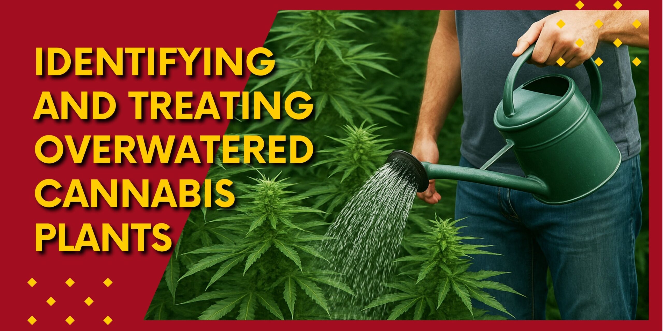 Identifying and Treating Overwatered Cannabis Plants
