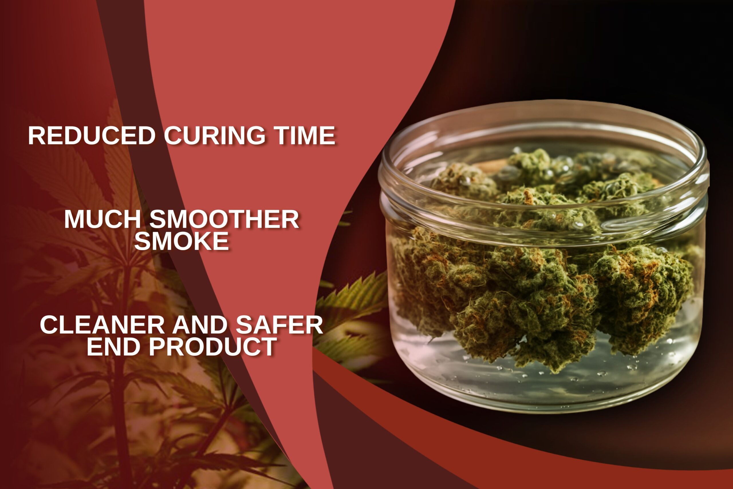 Key Benefits of Water Curing Cannabis
