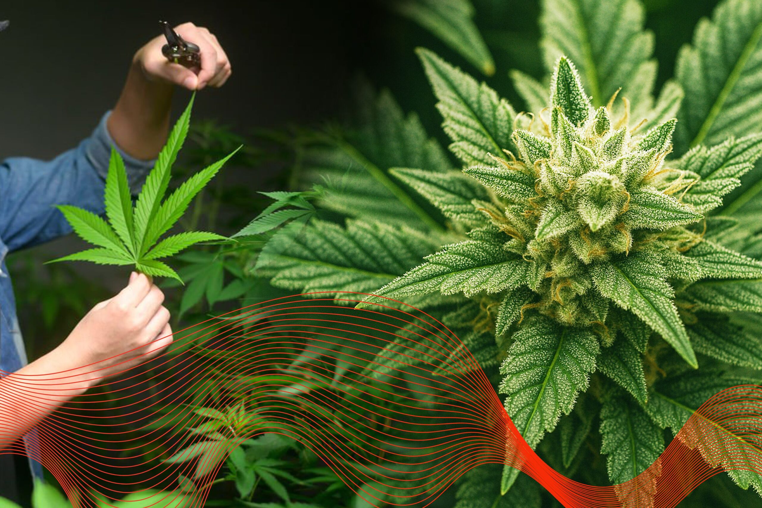 Key Factors That Influence Cannabis Yields