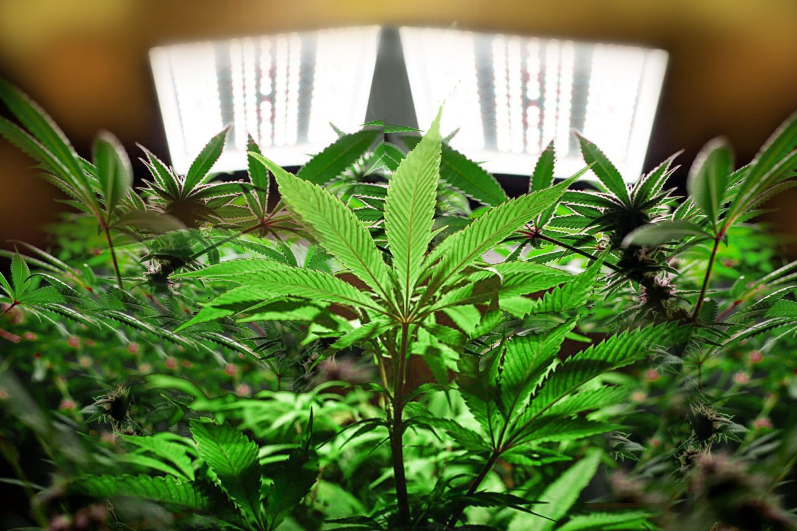 Optimization for Dense Buds Light Intensity and Spectrum