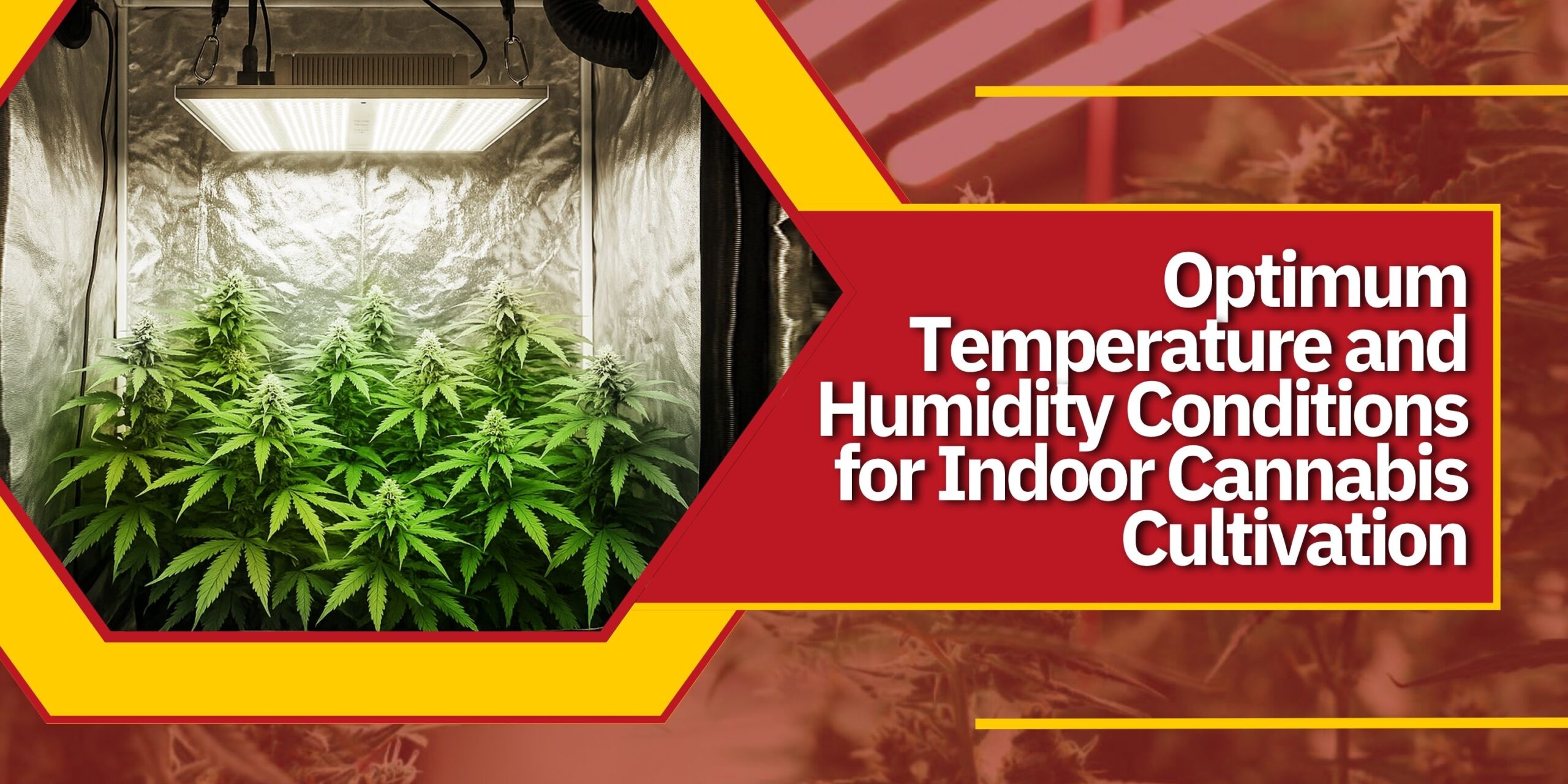 Optimum Temperature and Humidity Conditions for Indoor Cannabis Cultivation