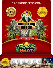Tropical Heat Feminized