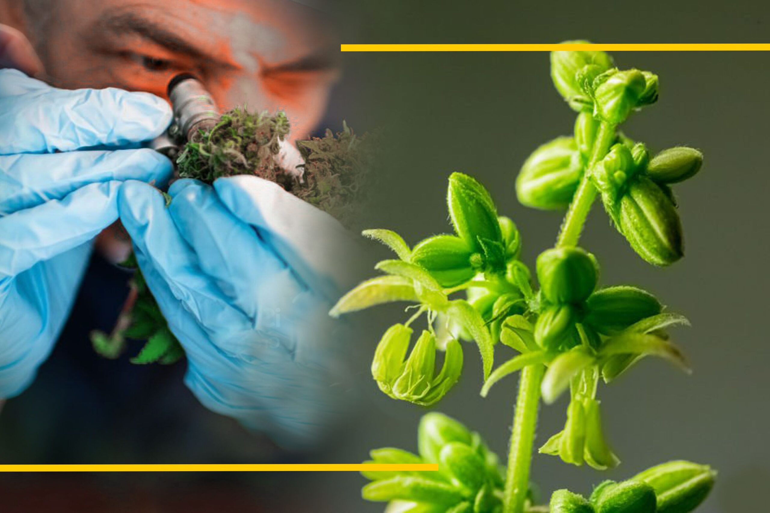Understanding Cannabis Pollen and Male Plant Biology