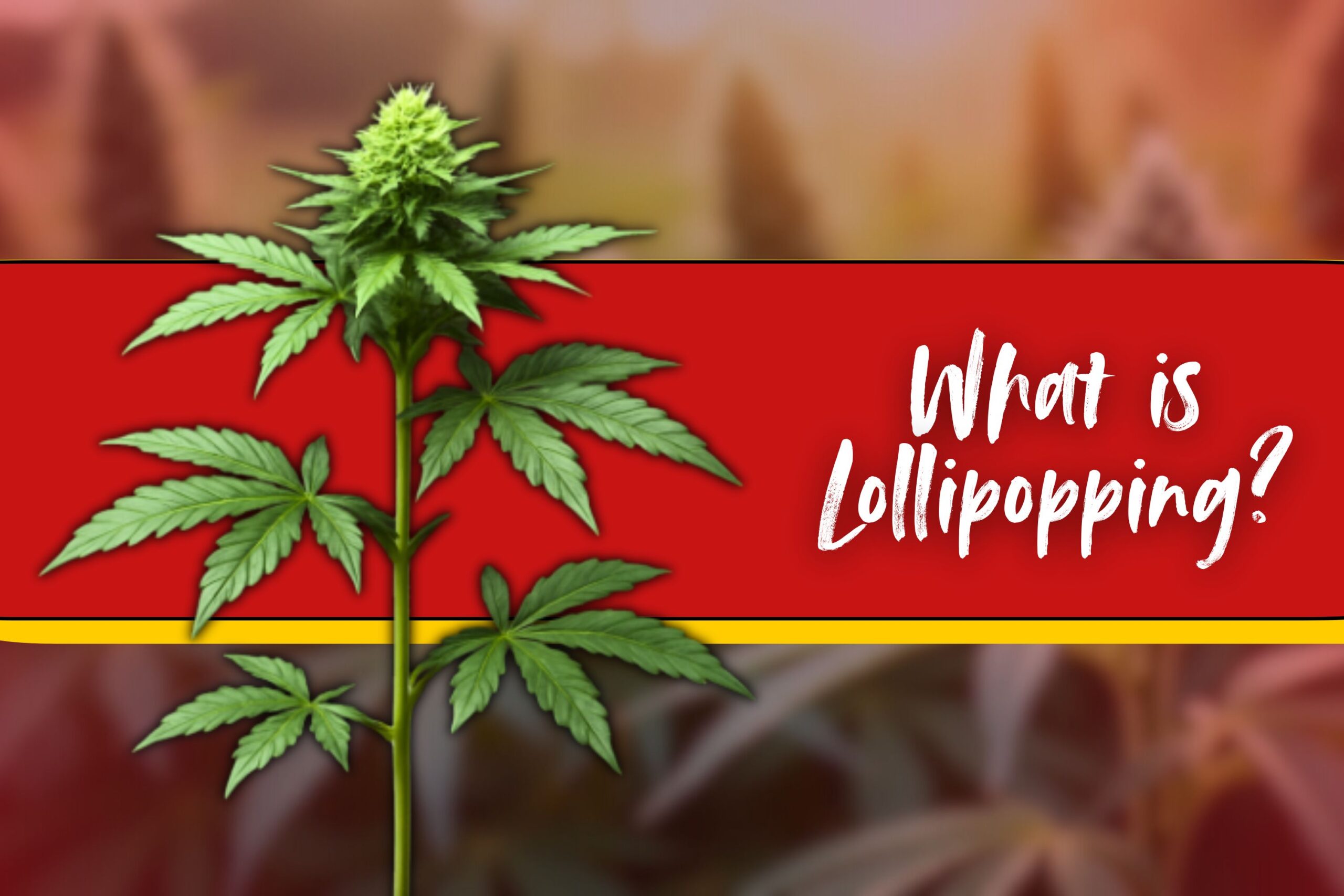 What is lollipopping for cannabis
