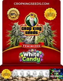 White Candy Feminized