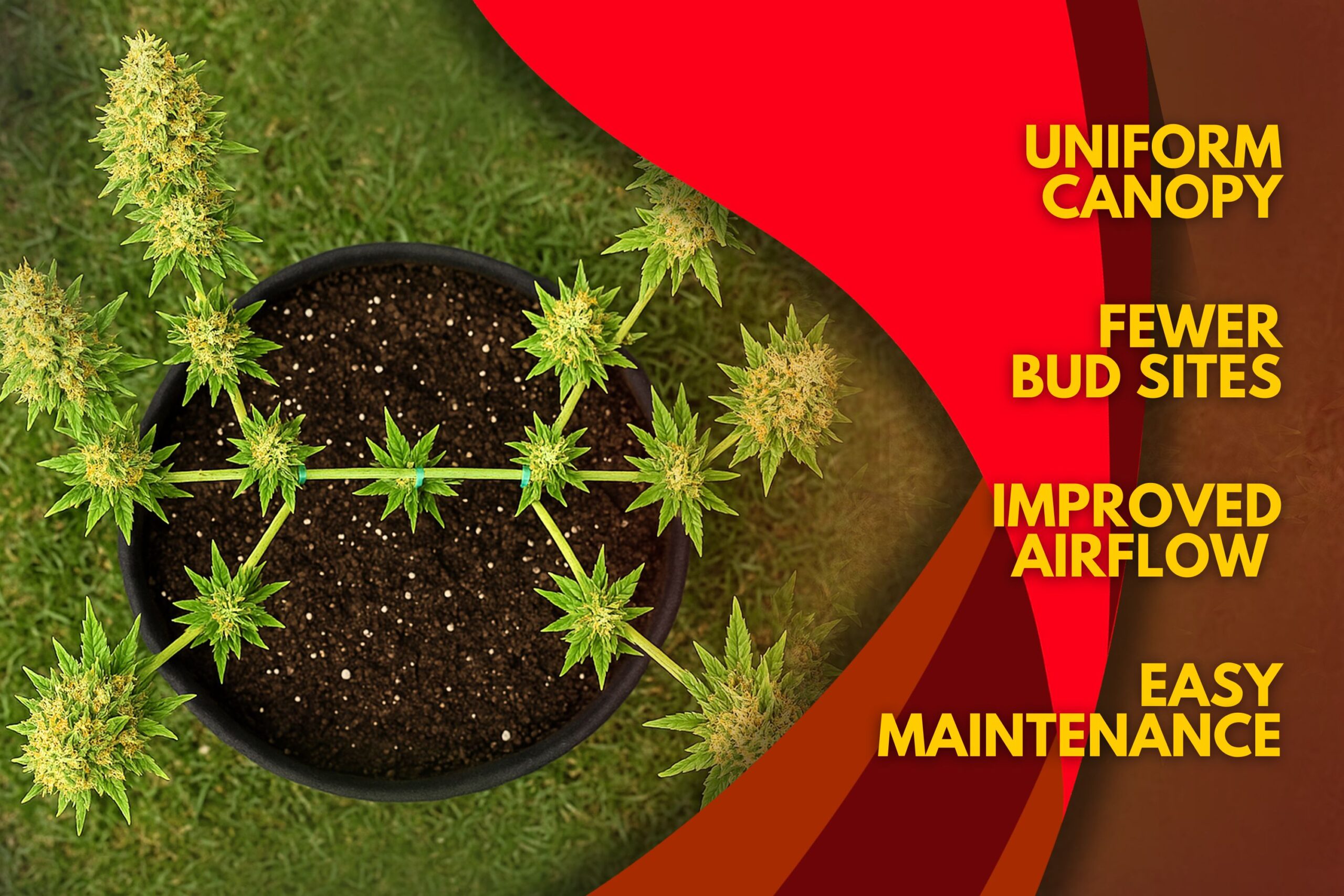 Why Mainline Cannabis Plants_ Main Benefits