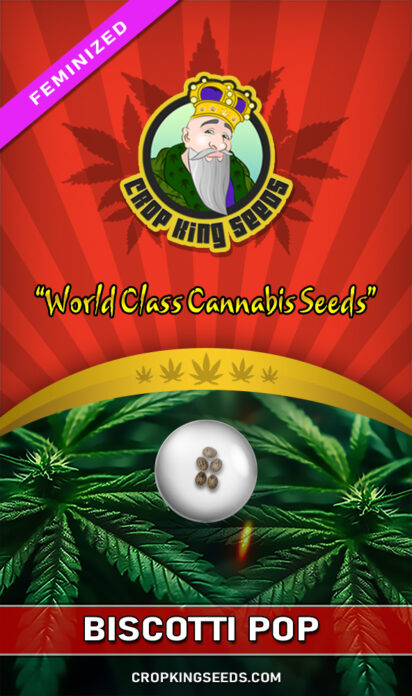 Biscotti Pop Feminized