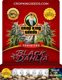 Black Dahlia Strain