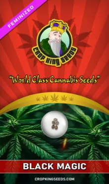 Black Magic Feminized