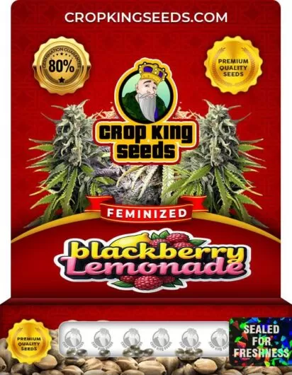 Blackberry Lemonade Strain