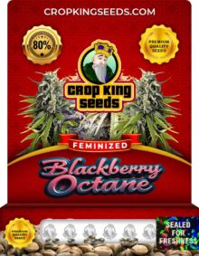 Blackberry Octane Strain
