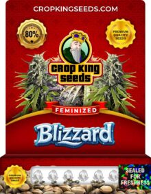 Blizzard Strain