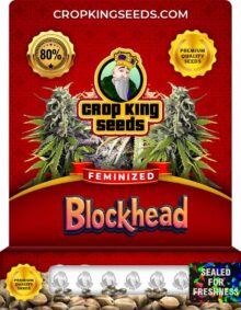 Blockhead Strain