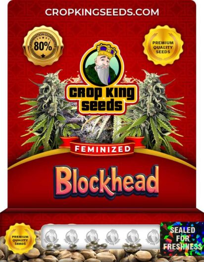 Blockhead Strain